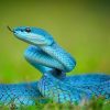 SNAKE