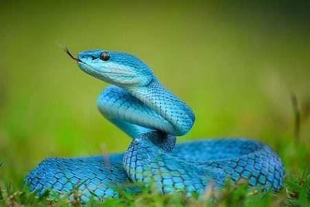 Snake bites declared ‘world’s biggest hidden health crisis’
