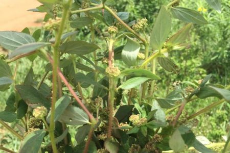 Asthma plant: Common weed that holds great hope for curing Coronavirus symptoms